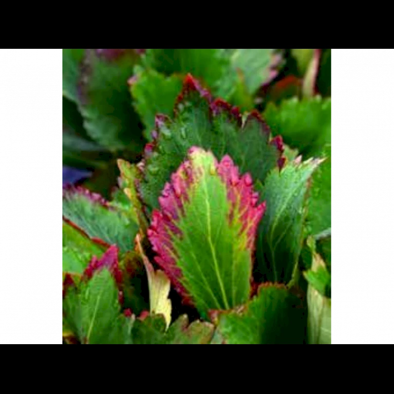 Kæmpestenbræk Hybrid 'Nova Flame' Mukgenia X 'Nova Flame'® 1 Liter Potte 5 Kæmpestenbræk Hybrid 'Nova Flame' Mukgenia X 'Nova Flame'® 1 Liter Potte - Billede 3