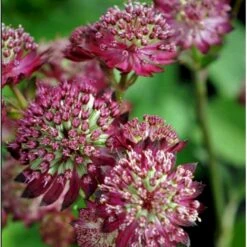 Stjerneskærm 'Star Of Beauty' Astrantia Hybrid 'Star Of Beauty'® 1 Liter Potte