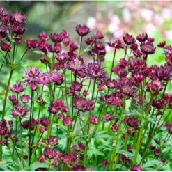 Stjerneskærm 'Star Of Beauty' Astrantia Hybrid 'Star Of Beauty'® 1 Liter Potte -Osmo Salgsbutik p17844 39656 astrantia hybrid star of beauty 7c00