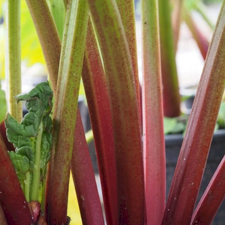 Rabarber 'Red Champagne' Rheum 'Red Champagne' (Jordbærrabarber) 3,5 Liter Potte 3 Rabarber 'Red Champagne' Rheum 'Red Champagne' (Jordbærrabarber) 3,5 Liter Potte