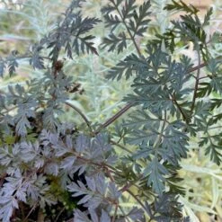 Vild Kørvel, Mørkt Løv Anthriscus Sylv. 'Ravenswing' 1 Liter Potte -Osmo Salgsbutik p17873 53528 anthriscus sylv ravenswing a0f9