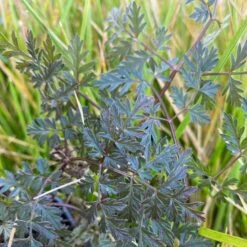 Vild Kørvel, Mørkt Løv Anthriscus Sylv. 'Ravenswing' 1 Liter Potte -Osmo Salgsbutik p17873 53529 anthriscus sylv ravenswing 9cbf