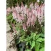 Skumblomst 'Spring Symphony' Tiarella Cor.'Spring Symphony'® 1 Liter Potte -Osmo Salgsbutik p17877 39579 tiarella cor spring symphony 9b33