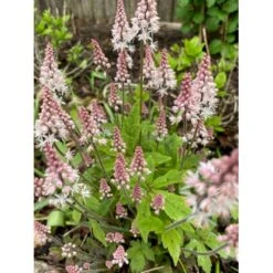 Skumblomst 'Spring Symphony' Tiarella Cor.'Spring Symphony'® 1 Liter Potte -Osmo Salgsbutik p17877 39580 tiarella cor spring symphony 4232