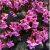 Kæmpestenbræk 'Rosi Klose' Bergenia Hybrid 'Rosi Klose' 1 Liter Potte -Osmo Salgsbutik p17901 36630 bergenia hybrid rosi klose 1b5a