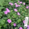 Storkenæb Hybrid 'Blushing Turtle' Geranium Hybrid 'Blushing Turtle'® 1 Liter Potte -Osmo Salgsbutik p17918 36191 geranium hyb blushing turtle dbd7