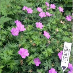 Storkenæb Hybrid 'Blushing Turtle' Geranium Hybrid 'Blushing Turtle'® 1 Liter Potte