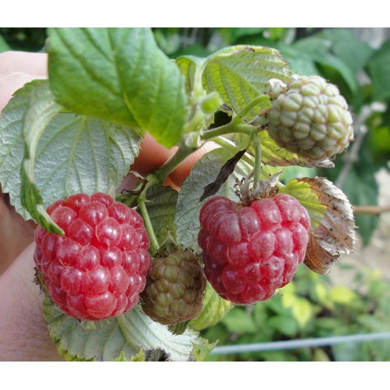 Sommer Hindbær 'Mormors Hindbær' Rubus Idaeus 'Mormorshallon' Barrods,- 8-10 Mm. Rodhals. 3 Sommer Hindbær 'Mormors Hindbær' Rubus Idaeus 'Mormorshallon' Barrods,- 8-10 Mm. Rodhals.