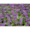 Kranssalvie Salvia Verticillata 'Purple Rain' 1 Liter Potte