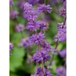 Kranssalvie Salvia Verticillata 'Purple Rain' 1 Liter Potte -Osmo Salgsbutik p1821 36393 salvia verticillata purple rain 0933