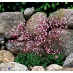 Porcelænsblomst 'Elliott's Variety' Saxifraga Urbium 'Elliott's Variety' 10 Cm. Potte
