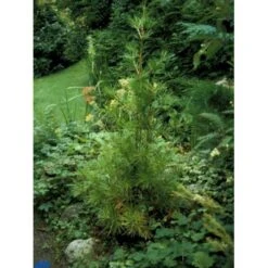 Parasoltræ Sciadopitys Verticillata Potte 3,0 Liter,- 25-30 Cm. -Osmo Salgsbutik p1854 1458 sciadopitys verticillata 8f20