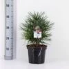 Parasoltræ Sciadopitys Verticillata Potte 3,0 Liter,- 25-30 Cm. -Osmo Salgsbutik p1854 33863 sciadopitys verticillata 867a