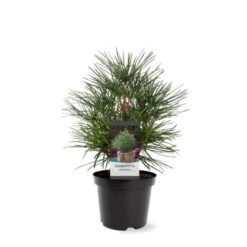 Parasoltræ Sciadopitys Verticillata Potte 3,0 Liter,- 25-30 Cm. -Osmo Salgsbutik p1854 38828 image 9106