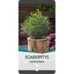 Parasoltræ Sciadopitys Verticillata Potte 3,0 Liter,- 25-30 Cm. -Osmo Salgsbutik p1854 38829 image 5ddb