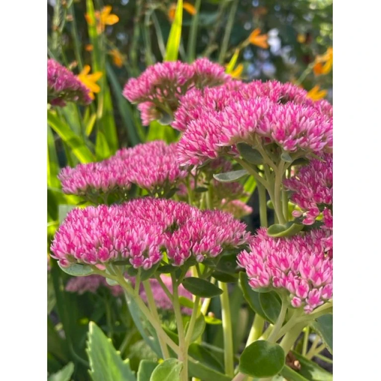 Sankthansurt 'Herbstfreude' Sedum Telephium 'Herbstfreude' 1 Liter Potte 3 Sankthansurt 'Herbstfreude' Sedum Telephium 'Herbstfreude' 1 Liter Potte