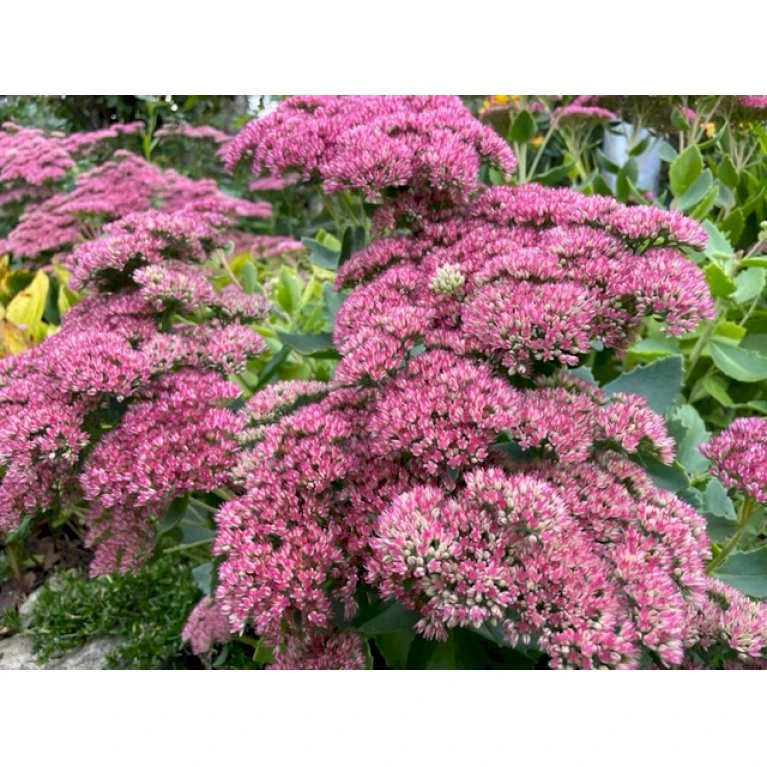 Sankthansurt 'Herbstfreude' Sedum Telephium 'Herbstfreude' 1 Liter Potte 5 Sankthansurt 'Herbstfreude' Sedum Telephium 'Herbstfreude' 1 Liter Potte - Billede 3
