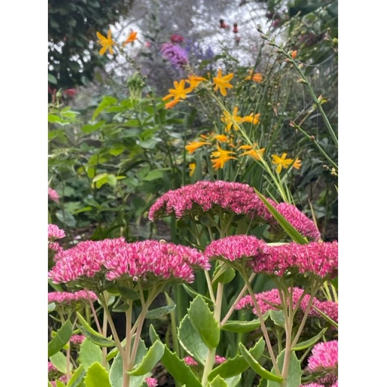 Sankthansurt 'Herbstfreude' Sedum Telephium 'Herbstfreude' 1 Liter Potte 6 Sankthansurt 'Herbstfreude' Sedum Telephium 'Herbstfreude' 1 Liter Potte - Billede 4