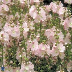 Silkekatost 'Elsie Heugh' Sidalcea Hybrid 'Elsie Heugh' 1 Liter Potte