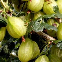 Stikkelsbær 'Invicta' Ribes Uva-crispa 'Invicta' 3,5 Liter Potte -Osmo Salgsbutik p1984 48807 ribes uva crispa invicta 2570