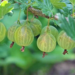 Stikkelsbær 'Invicta' Ribes Uva-crispa 'Invicta' 3,5 Liter Potte -Osmo Salgsbutik p1984 50642 ribes uva crispa invicta c7fe