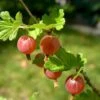 Stikkelsbær 'Rød Hinnomaki' Ribes Uva-crispa 'Rød Hinnomaki' 3,5 Liter Potte 2 Stikkelsbær 'Rød Hinnomaki' Ribes Uva-crispa 'Rød Hinnomaki' 3,5 Liter Potte -Osmo Salgsbutik p1985 50641 ribes uva crispa roed hinnomaki daa3