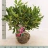 Rododendron Cat. 'Boursault' Rhododendron Catawbiense 'Boursault' Med Klump 50-60 Cm. Høj. Min. 50 Cm. Bred -Osmo Salgsbutik p1990 52638 rhododendron catawbiense boursault bc43