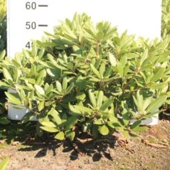 Rododendron Cat. 'Boursault' Rhododendron Catawbiense 'Boursault' Med Klump 50-60 Cm. Høj. Min. 50 Cm. Bred -Osmo Salgsbutik p1990 52639 rhododendron catawbiense boursault 51b1