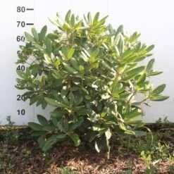 Rododendron Cat. 'Boursault' Rhododendron Catawbiense 'Boursault' Med Klump 50-60 Cm. Høj. Min. 50 Cm. Bred -Osmo Salgsbutik p1990 52640 rhododendron catawbiense boursault f216