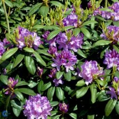 Rododendron Cat. 'Boursault' Rhododendron Catawbiense 'Boursault' Med Klump 50-60 Cm. Høj. Min. 50 Cm. Bred -Osmo Salgsbutik p1990 52815 rhododendron catawbiense boursault 65a3