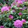 (cat.) 'English Roseum' Rhododendron Catawbiense 'English Roseum' Med Klump 50-60 Cm. Høj. Min. 50 Cm. Bred -Osmo Salgsbutik p1991 52822 rhododendron catawbiense english roseum 6ad5