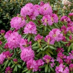 (cat.) 'English Roseum' Rhododendron Catawbiense 'English Roseum' Med Klump 50-60 Cm. Høj. Min. 50 Cm. Bred -Osmo Salgsbutik p1991 52824 rhododendron catawbiense english roseum 1656