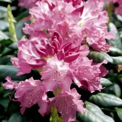 (cat.) 'English Roseum' Rhododendron Catawbiense 'English Roseum' Med Klump 50-60 Cm. Høj. Min. 50 Cm. Bred -Osmo Salgsbutik p1991 52825 rhododendron catawbiense english roseum b792