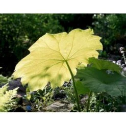 Parasolblad Astilboides Tabularis Potte 2 Liter.