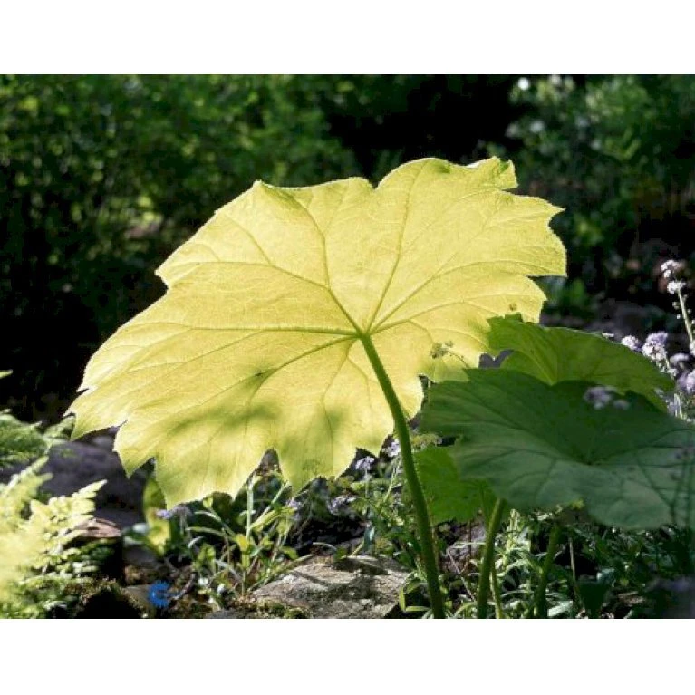 Parasolblad Astilboides Tabularis Potte 2 Liter. 3 Parasolblad Astilboides Tabularis Potte 2 Liter.