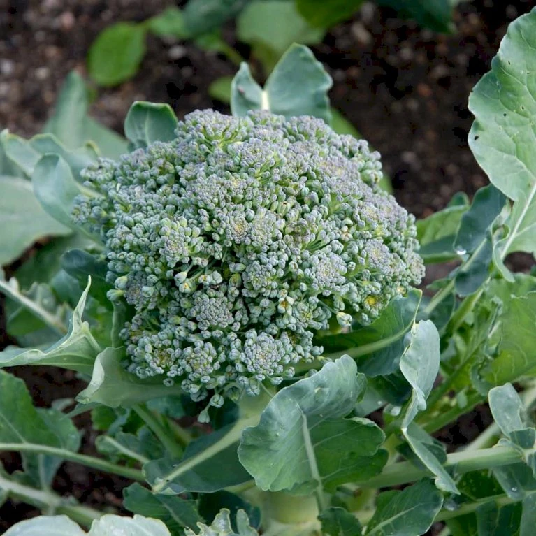 Broccoli 'Calabrese Natalino' Øko Brassica Oleracea 'Calabrese Natalino' Frøpose, Antal Pr. Pakke, Ca. 35 Stk. 4 Broccoli 'Calabrese Natalino' Øko Brassica Oleracea 'Calabrese Natalino' Frøpose, Antal Pr. Pakke, Ca. 35 Stk. - Billede 2