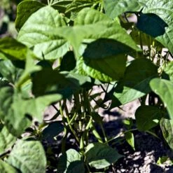 Pralbønne 'Lady Di' Øko Phaseolus Coccineus 'Lady Di' Frøpose, Antal Pr. Pakke, Ca. 10 Stk. -Osmo Salgsbutik p20153 54544 phaseolus coccineus lady di 7850