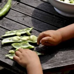 Valskbønne 'Express' Øko Vicia Faba 'Express' Frøpose, Antal Pr. Pakke, Ca. 13 Stk. -Osmo Salgsbutik p20154 54547 vicia faba express 3d2c