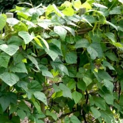 Krybbønne 'Maxi' Øko Phaseolus Vulgaris 'Maxi' Frøpose, Antal Pr. Pakke, Ca. 25 Stk. -Osmo Salgsbutik p20155 54552 phaseolus vulgaris maxi f723