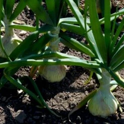 Kepaløg 'Stuttgarter Riesen' Øko Allium Cepa 'Stuttgarter Riesen' Frøpose, Antal Pr. Pakke, Ca. 100 Stk. -Osmo Salgsbutik p20172 54595 allium cepa stuttgarter riesen 03f3