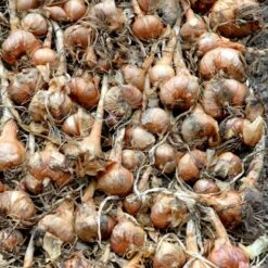 Kepaløg 'Stuttgarter Riesen' Øko Allium Cepa 'Stuttgarter Riesen' Frøpose, Antal Pr. Pakke, Ca. 100 Stk. -Osmo Salgsbutik p20172 54596 allium cepa stuttgarter riesen c67c