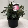 'Fantastica' Rhododendron X Yakushimanum 'Fantastica' Potte 10 Liter 40-50 Cm. -Osmo Salgsbutik p2018 42249 rhododendron x yakushimanum fantastica f9ae