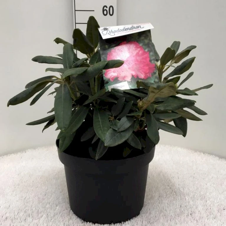 'Fantastica' Rhododendron X Yakushimanum 'Fantastica' Potte 10 Liter 40-50 Cm. 3 'Fantastica' Rhododendron X Yakushimanum 'Fantastica' Potte 10 Liter 40-50 Cm.