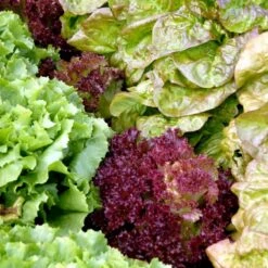 Hovedsalat 'Matilda' Øko Lactuca Sativa 'Matilda' Frøpose, Antal Pr. Pakke, Ca. 30 Stk. -Osmo Salgsbutik p20194 54654 lactuca sativa matilda d164