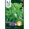 Osmo Lægesalvie Salvia Officinalis L. Pose Med Frø Eller Løg, 5 -Osmo Salgsbutik p20406 34817 salvia officinalis l 0e41
