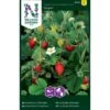 Månedsjordbær 'Rügen' Fragaria Vesca Var Semperflorens 'Rügen' Pose Med Frø Eller Løg, 100 -Osmo Salgsbutik p20410 34814 fragaria vesca var semperflorens ruegen 4e07