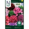 Studenternellike 'Herald Of Spring' Dianthus Barbatus 'Herald Of Spring' Pose Med Frø Eller Løg, 30 -Osmo Salgsbutik p20490 34834 dianthus barbatus herald of spring b073