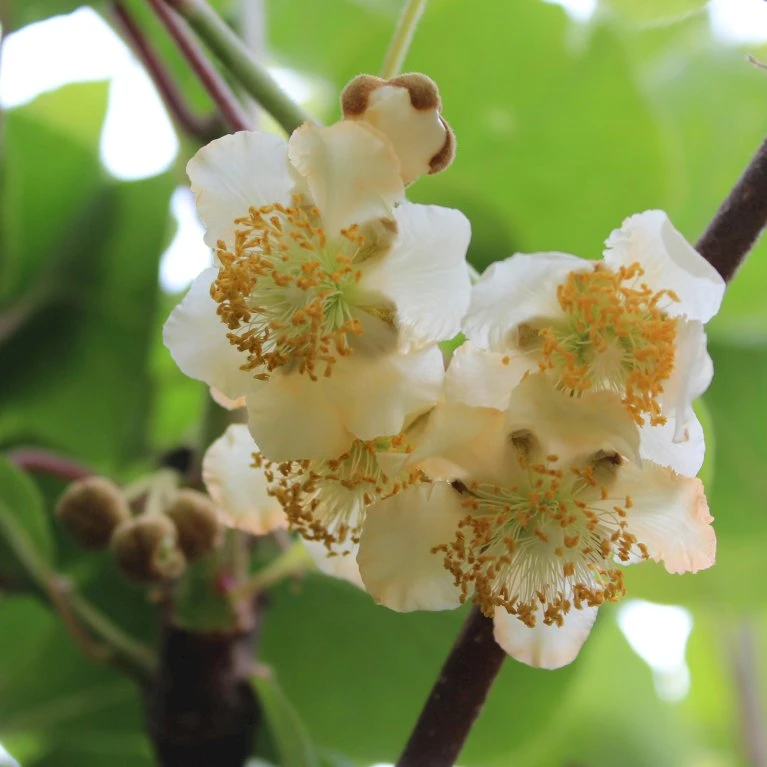 Stikkelsbærkiwi 'Weiki' (syn. Bayernkiwi) Actinidia Arguta 'Weiki' (syn. Bayernkiwi) (Hanplante) Potte 2,0 Liter,- Opbundet 3 Stikkelsbærkiwi 'Weiki' (syn. Bayernkiwi) Actinidia Arguta 'Weiki' (syn. Bayernkiwi) (Hanplante) Potte 2,0 Liter,- Opbundet