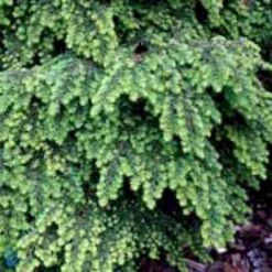 Japansk Taks 'Nana' Taxus Cuspidata 'Nana' Potte 5,0 Liter,- 30-40 Cm. -Osmo Salgsbutik p2115 1652 taxus cuspidata nana 6e2d