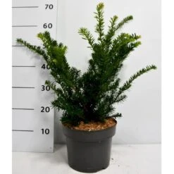 Japansk Taks 'Nana' Taxus Cuspidata 'Nana' Potte 5,0 Liter,- 30-40 Cm.